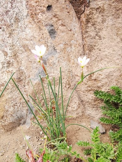 Olsynium philippii, photographed by Aira Francisca Faúndez Fallau