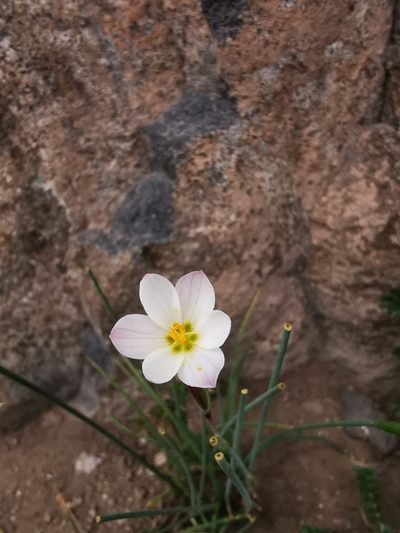 Olsynium philippii, photographed by Aira Francisca Faúndez Fallau