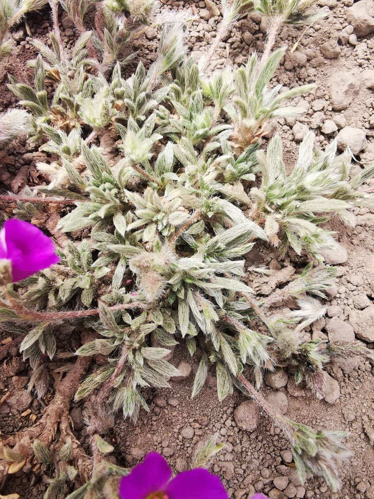 Montiopsis gilliesii, photographed by Aira Francisca Faúndez Fallau