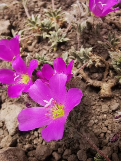 Montiopsis gilliesii, photographed by Aira Francisca Faúndez Fallau