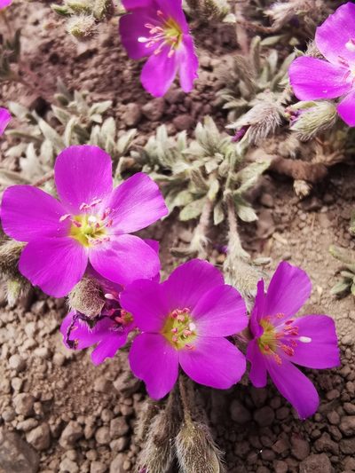 Montiopsis gilliesii, photographed by Aira Francisca Faúndez Fallau