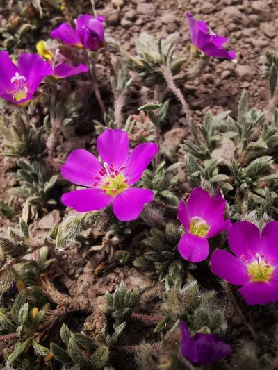 Montiopsis gilliesii, photographed by Aira Francisca Faúndez Fallau