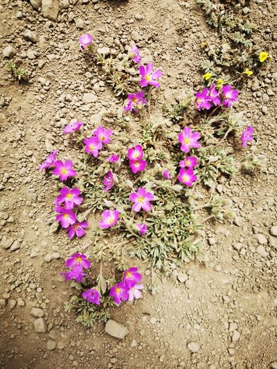 Montiopsis gilliesii, photographed by Aira Francisca Faúndez Fallau