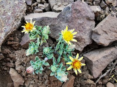 Chaetanthera flabellata, photographed by Aira Francisca Faúndez Fallau