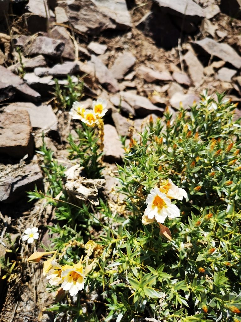 Tropaeolum sessilifolium, photographed by Aira Francisca Faúndez Fallau