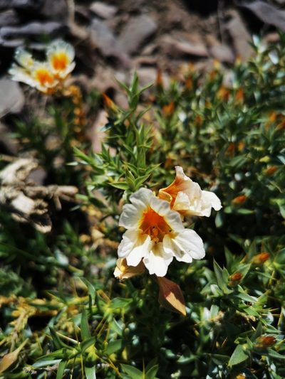 Tropaeolum sessilifolium, photographed by Aira Francisca Faúndez Fallau