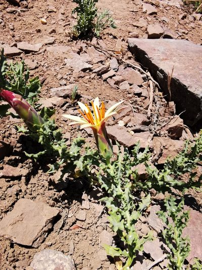 Mutisia sinuata, photographed by Aira Francisca Faúndez Fallau