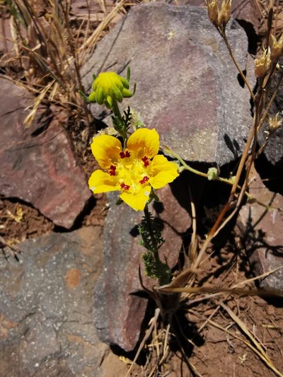 Scyphanthus elegans, photographed by Aira Francisca Faúndez Fallau