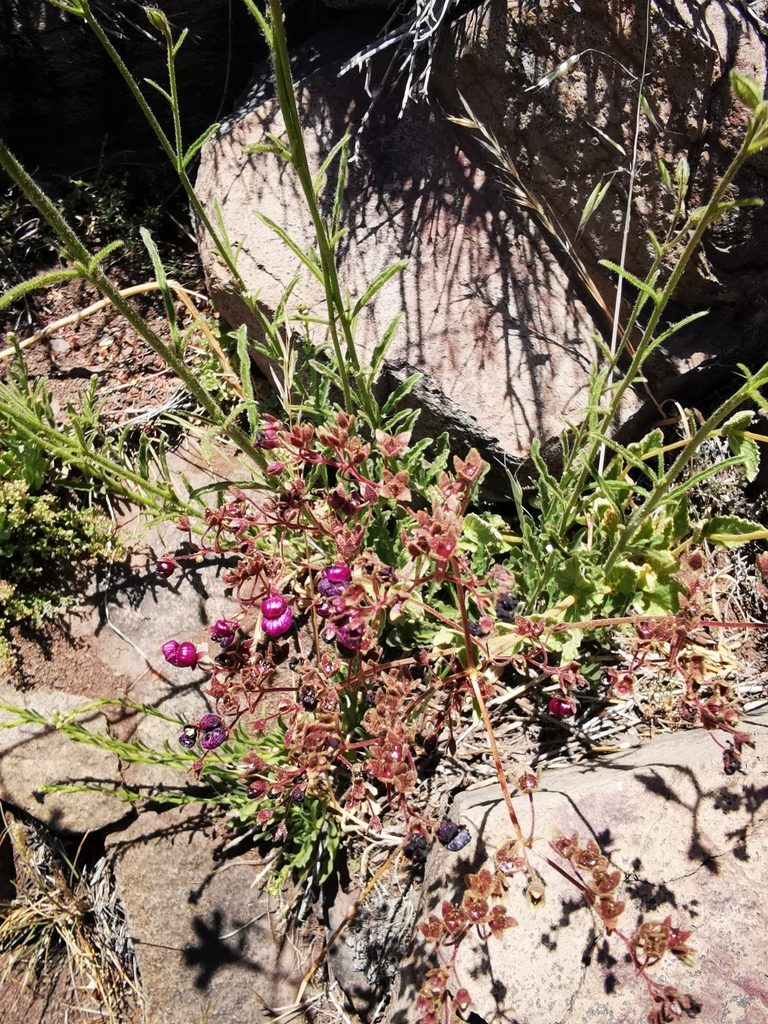 Calceolaria purpurea, photographed by Aira Francisca Faúndez Fallau