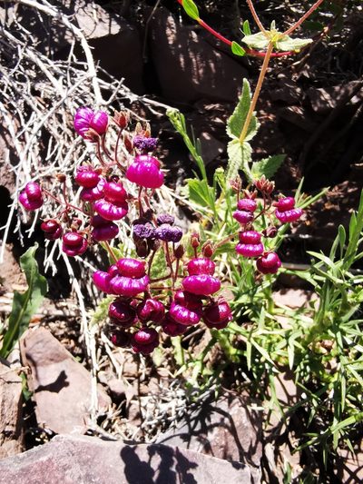 Calceolaria purpurea, photographed by Aira Francisca Faúndez Fallau