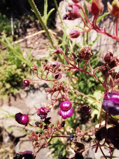 Calceolaria purpurea, photographed by Aira Francisca Faúndez Fallau