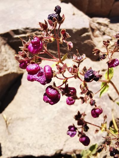 Calceolaria purpurea, photographed by Aira Francisca Faúndez Fallau