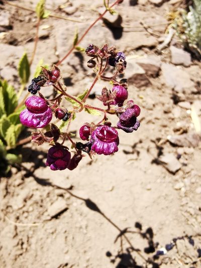 Calceolaria purpurea, photographed by Aira Francisca Faúndez Fallau