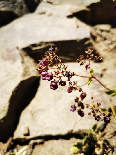 Calceolaria purpurea, photographed by Aira Francisca Faúndez Fallau