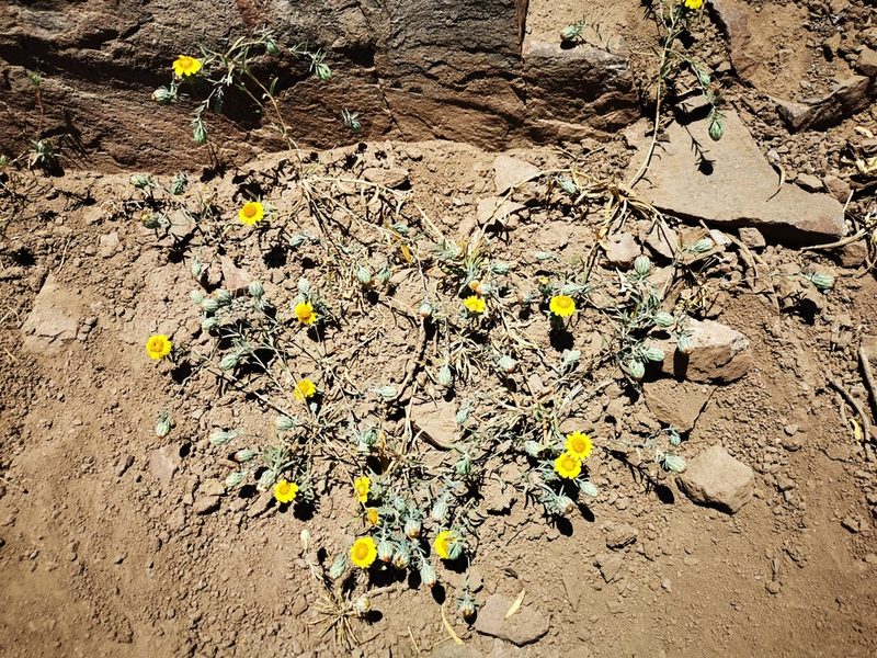 Chaetanthera linearis, photographed by Aira Francisca Faúndez Fallau