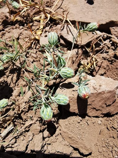 Chaetanthera linearis, photographed by Aira Francisca Faúndez Fallau