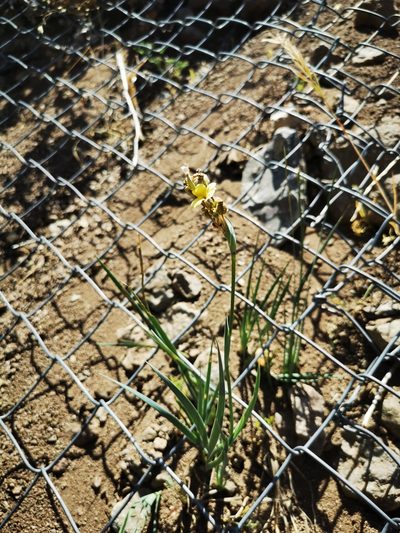 Sisyrinchium cuspidatum, photographed by Aira Francisca Faúndez Fallau