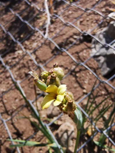 Sisyrinchium cuspidatum, photographed by Aira Francisca Faúndez Fallau