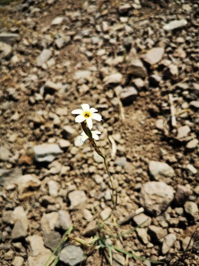 Sisyrinchium cuspidatum, photographed by Aira Francisca Faúndez Fallau