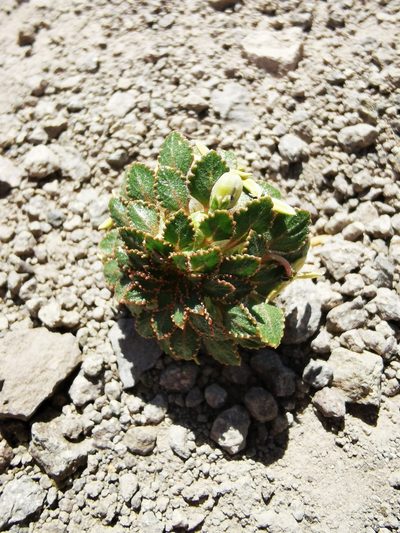 Viola subandina, photographed by Aira Francisca Faúndez Fallau