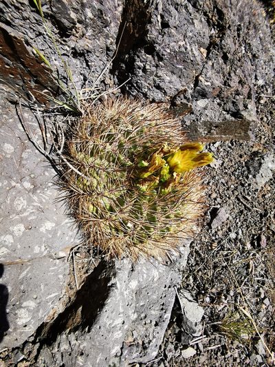 Eriosyce curvispina, photographed by Aira Francisca Faúndez Fallau