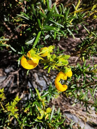 Calceolaria hypericina, photographed by Aira Francisca Faúndez Fallau