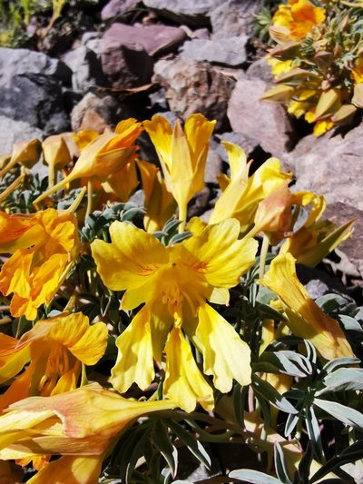 Tropaeolum polyphyllum, photographed by Aira Francisca Faúndez Fallau