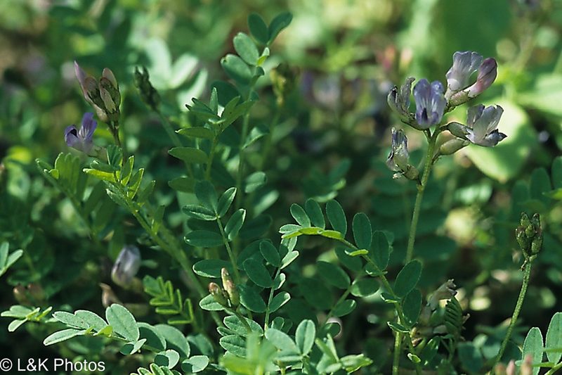 Astragalus bodinii, photographed by lallen