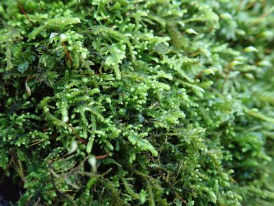 Claopodium crispifolium, photographed by Randal