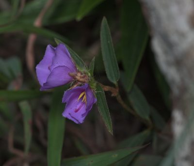 Osbeckia chinensis, photographed by portioid
