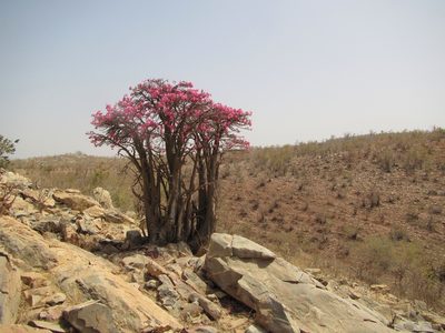 Adenium obesum, photographed by Lucy Keith-Diagne
