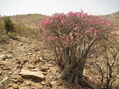 Adenium obesum, photographed by Lucy Keith-Diagne