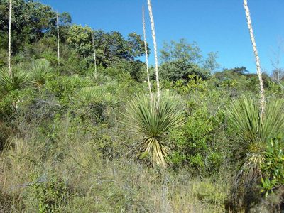 Dasylirion serratifolium, photographed by Eugenio Padilla