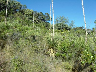 Dasylirion serratifolium, photographed by Eugenio Padilla