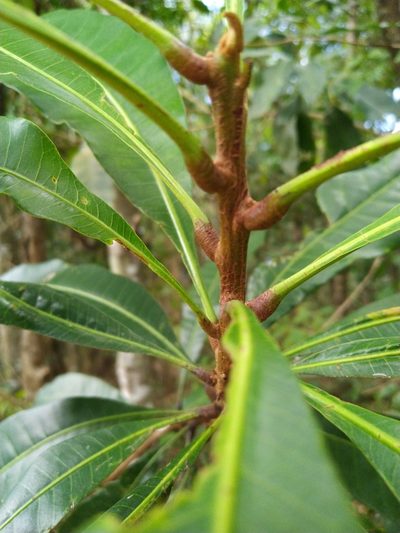 Buchanania arborescens, photographed by Steve Fitzgerald