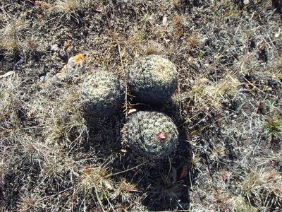Coryphantha retusa, photographed by Eugenio Padilla