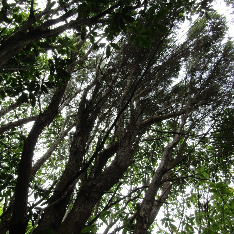 Kunzea ericoides, photographed by wild_wind