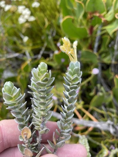Gnidia anomala, photographed by Dave U
