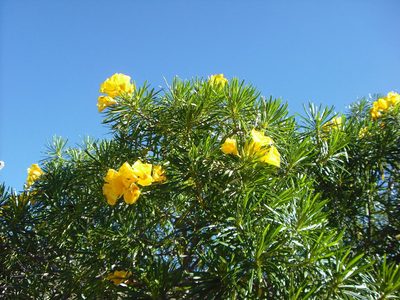 Cascabela thevetioides, photographed by Eugenio Padilla