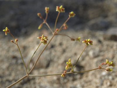Eriogonum pusillum, photographed by Jim Morefield