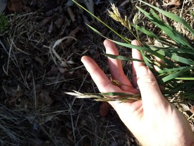 Bromus lithobius, photographed by Joe Potter Butler