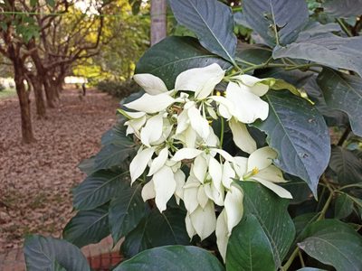 Mussaenda philippica, photographed by Sabarni Sarker