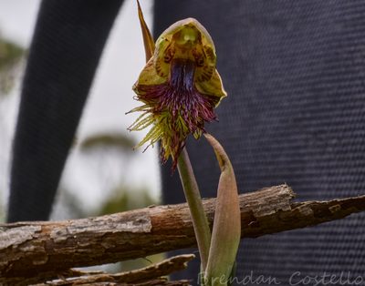 Calochilus herbaceus, photographed by Brendan Costello