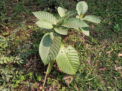 Neolamarckia cadamba, photographed by Sabarni Sarker