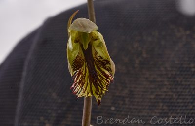 Calochilus herbaceus, photographed by Brendan Costello