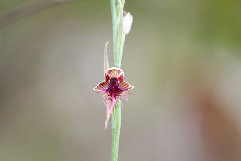 Calochilus gracillimus, photographed by mitchell holliday