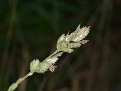 Eragrostis superba, photographed by Michelle W. （鍾偉瑋）
