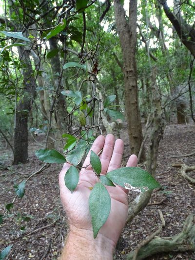 Cola dorrii, photographed by Shaun Swanepoel