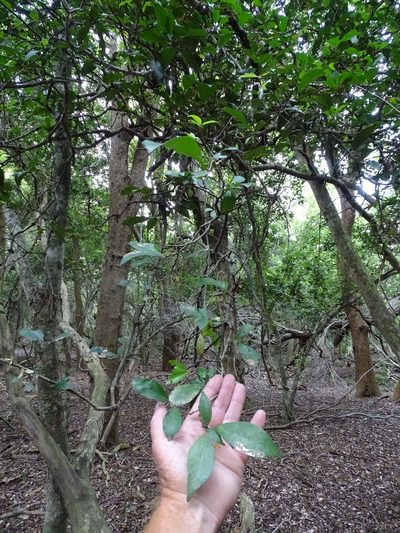 Cola dorrii, photographed by Shaun Swanepoel