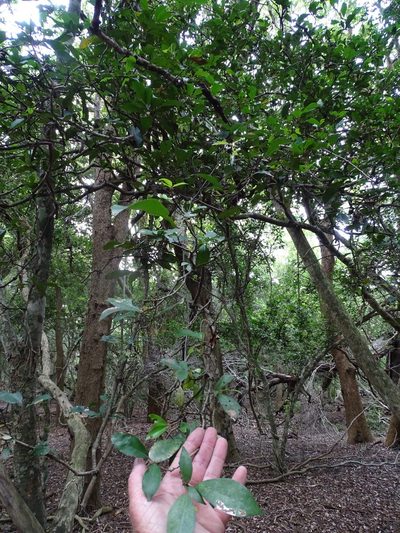 Cola dorrii, photographed by Shaun Swanepoel